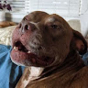 Meet your Posher, Ashton